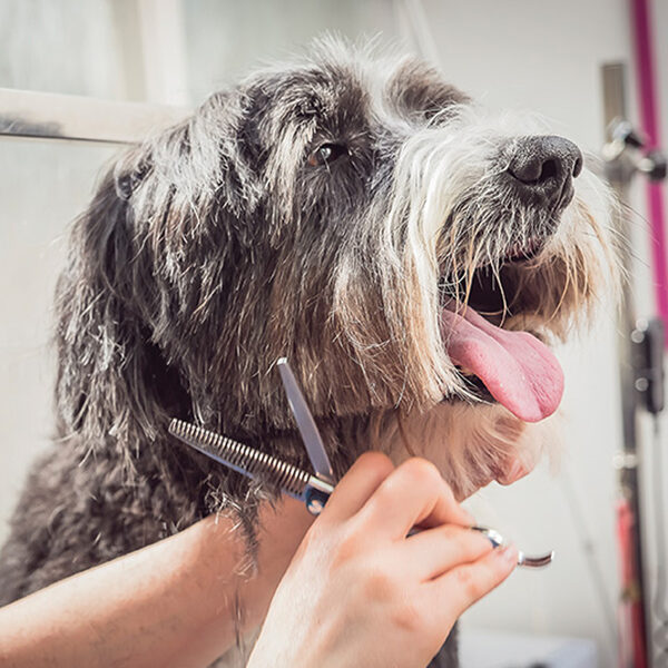 Animal Care & Management